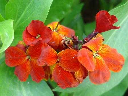 Fleurs de jardin (2)